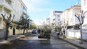 BELEDİYE EKİPLERİNCE AĞAÇLAR BUDANIYOR