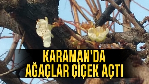 Karaman'da Aralık ayında ağaçlar çiçek açtı