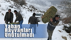 Karaman'da Yaban Koyunları Besleniyor