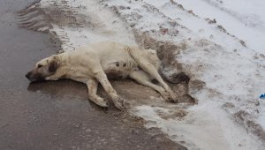 Karaman Yaralı halde bulunan köpek