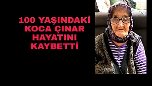 100 Yaşındaki Koca Çınar Yaşamını Kaybetti