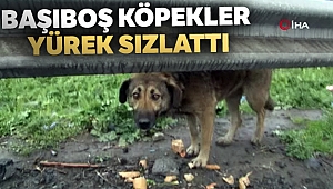 Başıboş köpekler yürek sızlattı