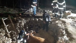 Fosseptik çukuruna düşen hamile inek itfaiye tarafından kurtarıldı