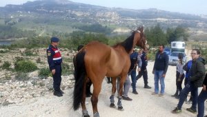 Kaybolan 100 bin liralık at, ormanlık alanda bulundu