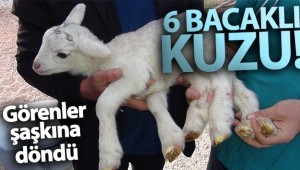 Silifkede 6 bacaklı kuzu
