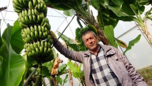 Korona'ya inat Türk çiftçisi üretiyor