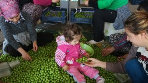 Mut'ta örtü altı eriğin kilosu 60 liradan alıcı buluyor