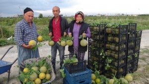 Silifke'de örtü altı kavun hasadı başladı