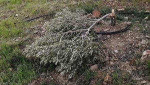 Silifke'de bir şahsın bahçesindeki zeytin ağaçları ikinci kez kesildi