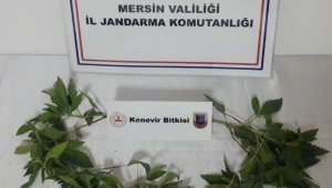 Tarsus'ta 51 kök hint keneviri ele geçirildi