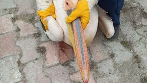Yaralı bulunan pelikan koruma altına alındı