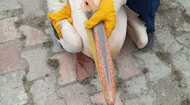 Yaralı bulunan pelikan koruma altına alındı