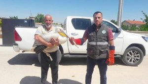 Çumra'da yarılı pelikan koruma altına alındı