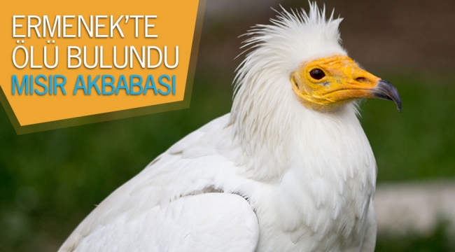 Ermenek'te nesli tükenmekte olan kuşun ölüsü bulundu