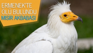 Ermenek'te nesli tükenmekte olan kuşun ölüsü bulundu