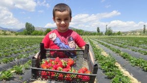 Ermenek'te zeytinden sonra çilekte yöre halkının umudu oldu