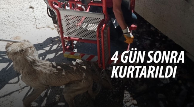Karamanda 4 gündür mahsur kalan köpek kurtarıldı