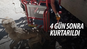 Karamanda 4 gündür mahsur kalan köpek kurtarıldı