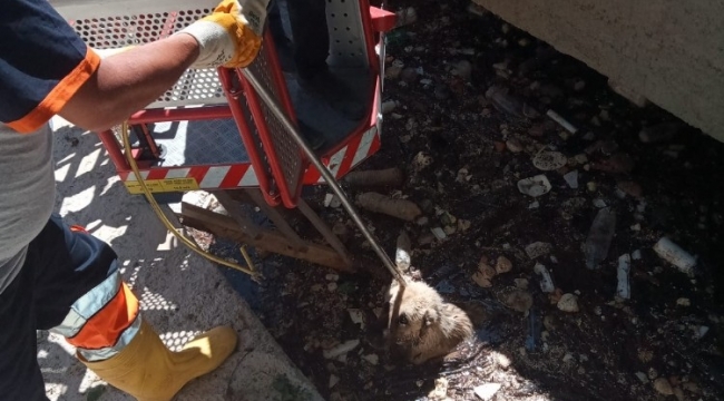 Karaman'da kanala düşen köpeği itfaiye kurtardı