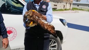 Konya'da yaralı halde bulunan şahin koruma altına alındı