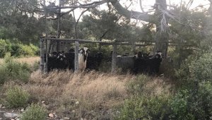 Mersin'den çalınan keçiler Karaman'da mezbahanede kesilmiş halde bulundu