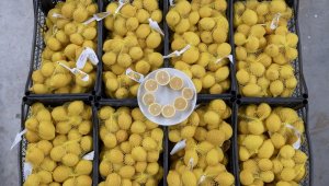 Mersin'in limonları bu kez başkent için yola çıktı
