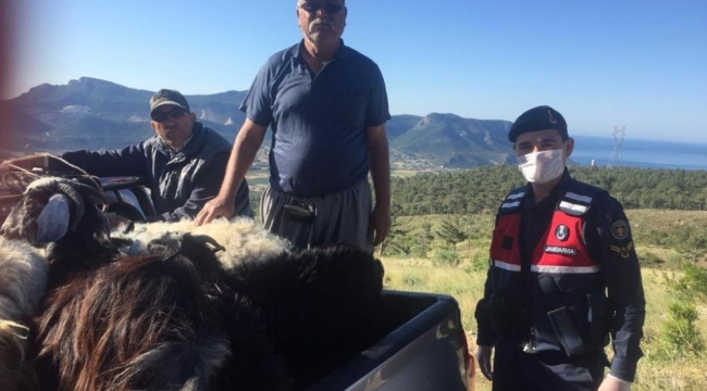 Silifke'de kaybolan hayvanları jandarma buldu