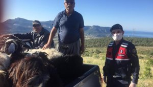 Silifke'de kaybolan hayvanları jandarma buldu
