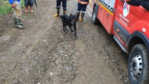 Dereye düşen köpeği itfaiye kurtardı