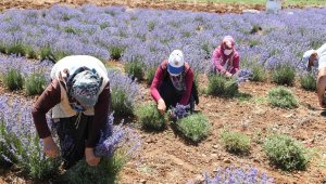 Güneysınır'da lavanta hasadı