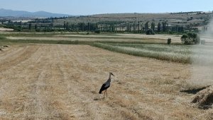 Harman yerinde leyleklerin böcek nöbeti