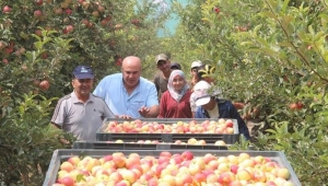 Karaman Elması
