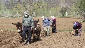 Konya'da eşeklerle tarım günümüzde de revaçta