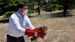 Tedavisi tamamlanan şahinler doğaya bırakıldı