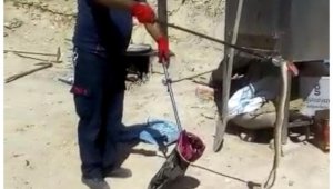 Ereğli'de görülen yılan korkuya neden oldu