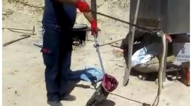 Ereğli'de görülen yılan korkuya neden oldu