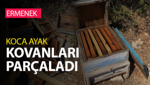 Ermenek'te Ayı 15 arı kovanını parçaladı