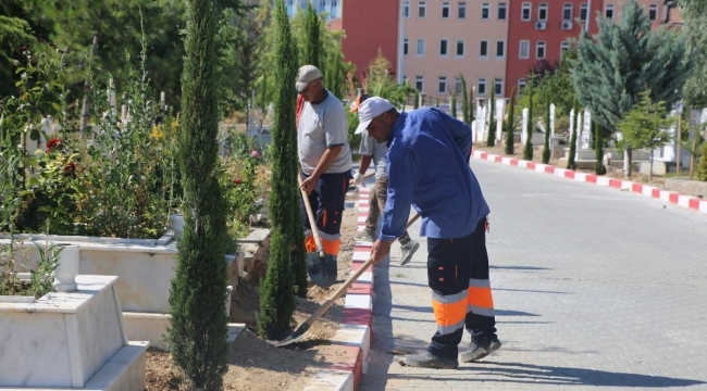 Karaman Belediyesi, şehir mezarlığına 500 adet kara selvi ağacı dikti