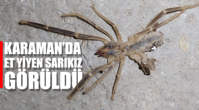Karaman'da Et yiyen Örümcek '' Sarıkız Görüldü''
