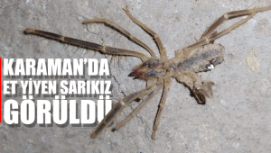Karaman'da Et yiyen Örümcek '' Sarıkız Görüldü''