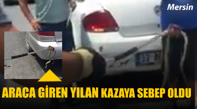Otomobile giren yılan kazaya neden oldu