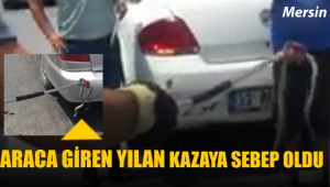 Otomobile giren yılan kazaya neden oldu