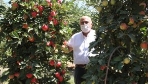 Covid-19'dan dolayı Karaman'da üretilen 400 bin ton elmanın yüzde 70'i dalında satıldı