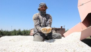 Karaman'da fasulye üreticisi fiyat ve rekolteden memnun