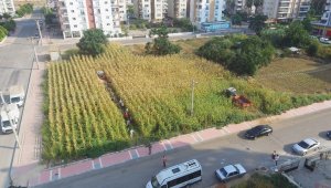 Kentin ortasında mısır hasadı sevinci