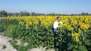 Konya Şeker ayçiçeği alım fiyatlarını açıkladı
