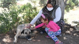 Konya'da 4 bin 241 sokak köpeği gönüllü olarak sahiplendirildi