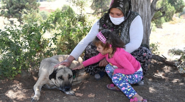 Konya'da 4 bin 241 sokak köpeği gönüllü olarak sahiplendirildi