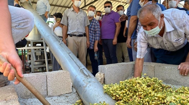 Mut'ta Antep Fıstığı hasadına başlandı