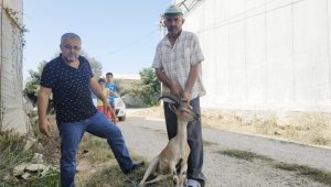 Yılandan kaçan dağ keçisi muz serasına sığındı
